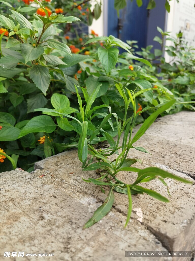 石缝中生长的嫩绿植物