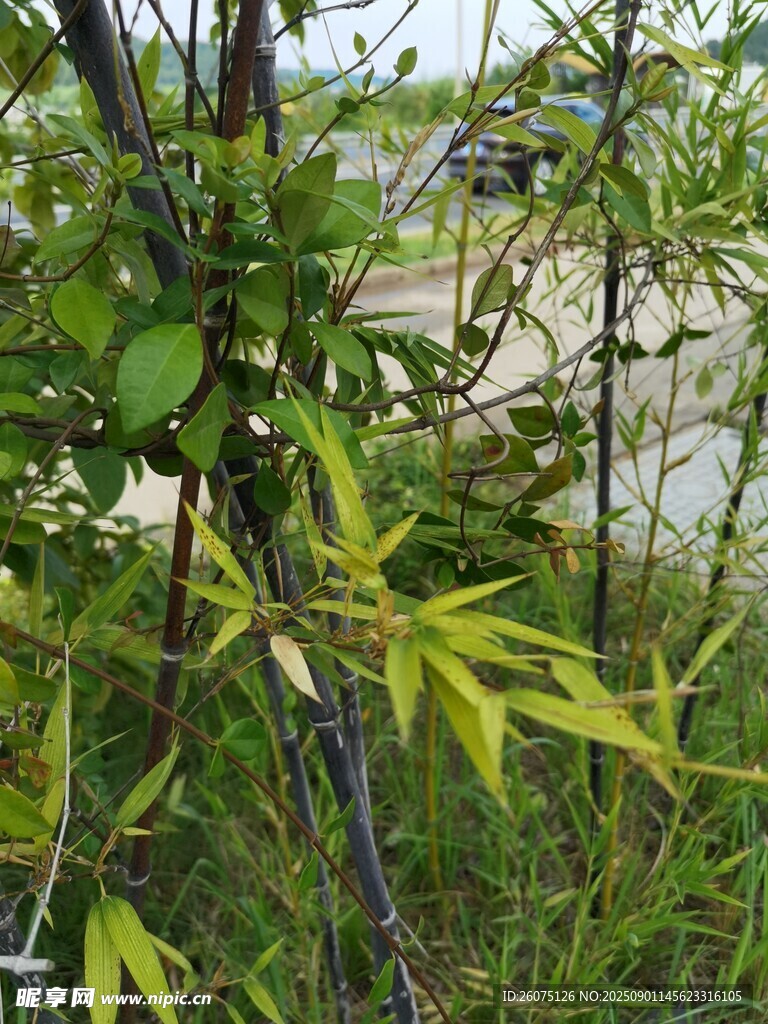 记外绿植与枝干景象