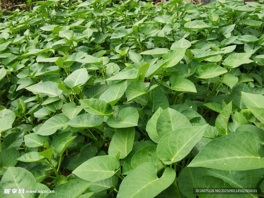 茂盛的绿色蔬菜