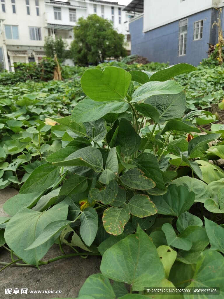 庭院旁菜地里的茂盛豆苗