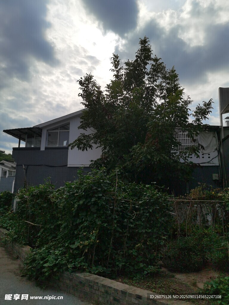 乡村小屋旁的繁茂绿植