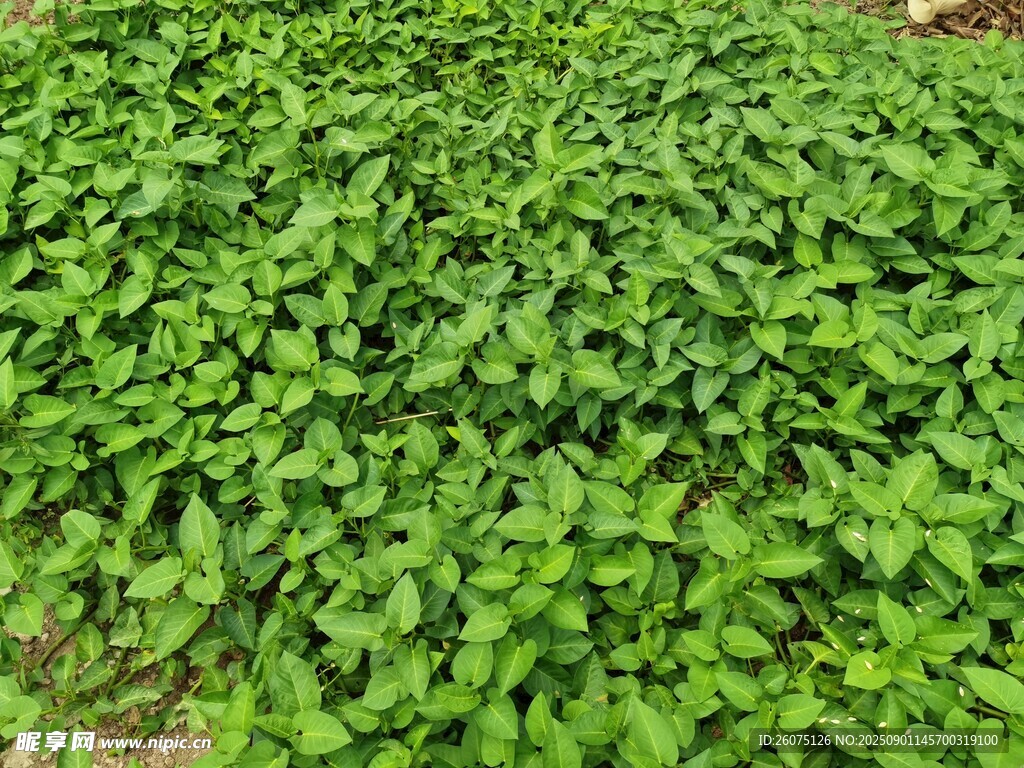 翠绿繁茂的空心菜菜地