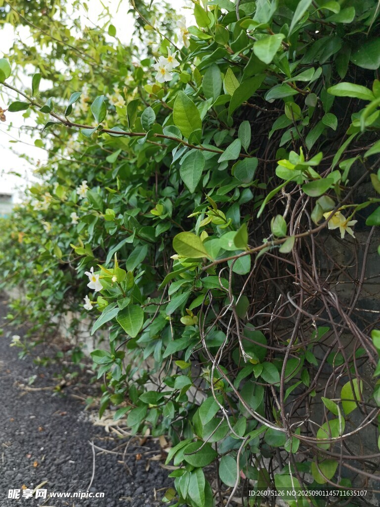 路边繁茂的绿色藤蔓植物