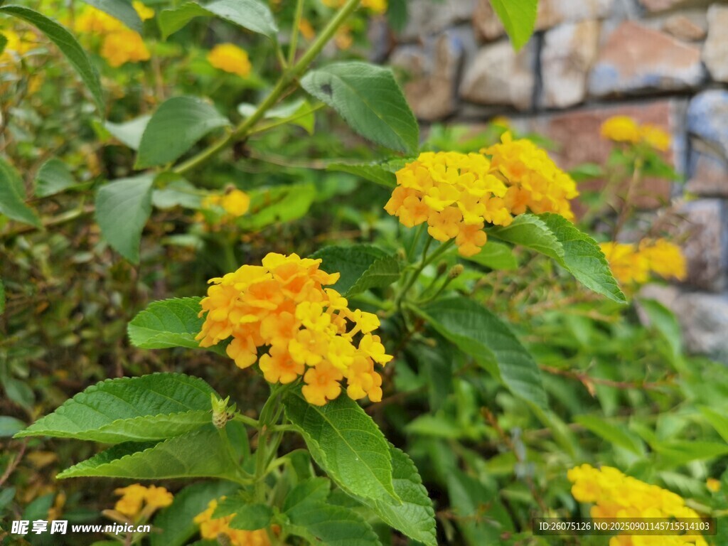 墙边绽放的鲜艳黄色马缨丹花朵