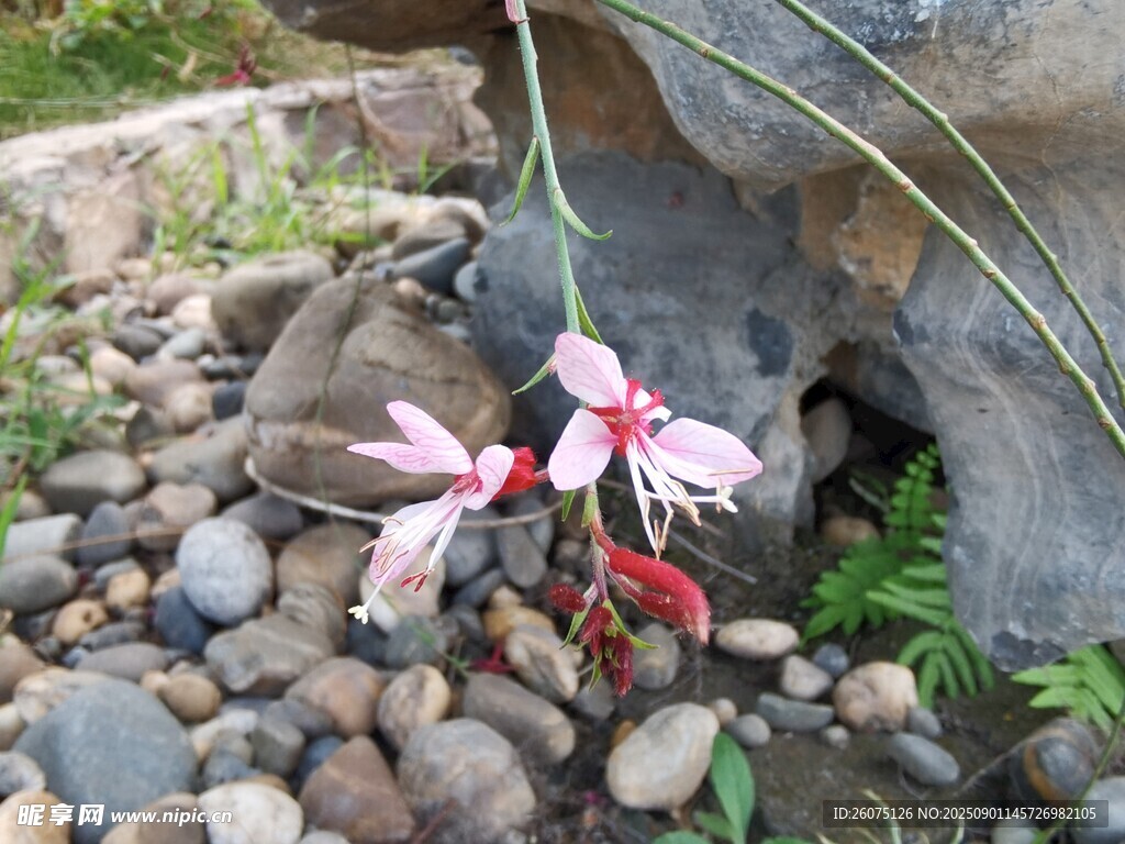 石间绽放的娇艳粉色花朵
