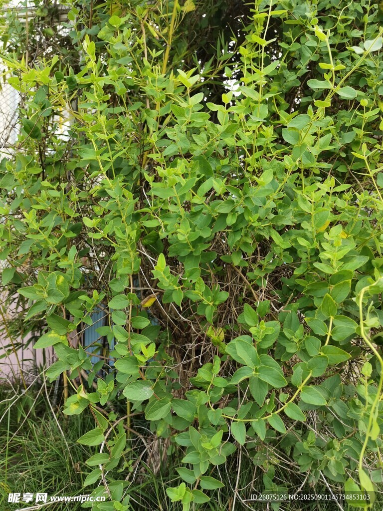 绿叶繁茂的植物景观