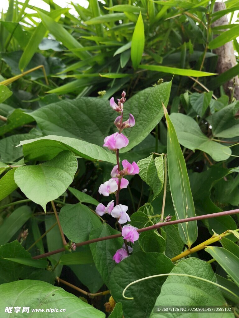 绿叶间的粉紫色扁豆花