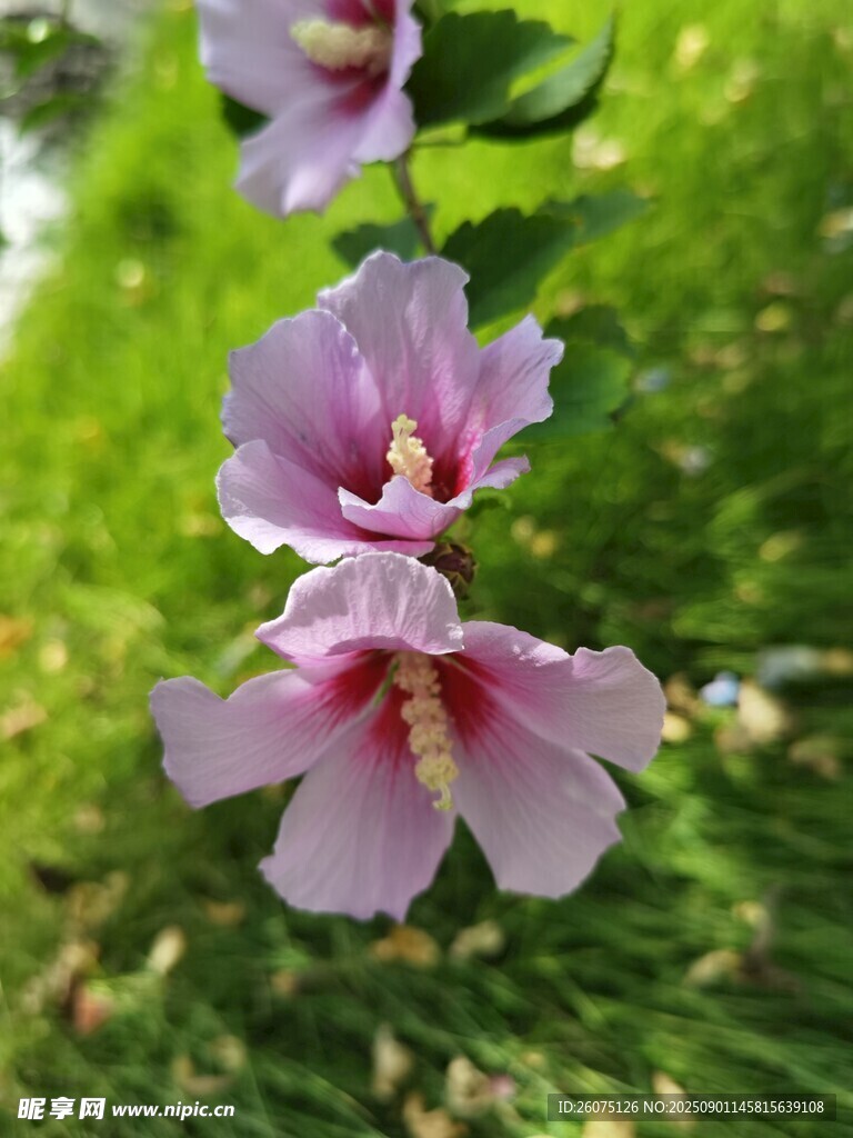 娇艳木槿花绽放