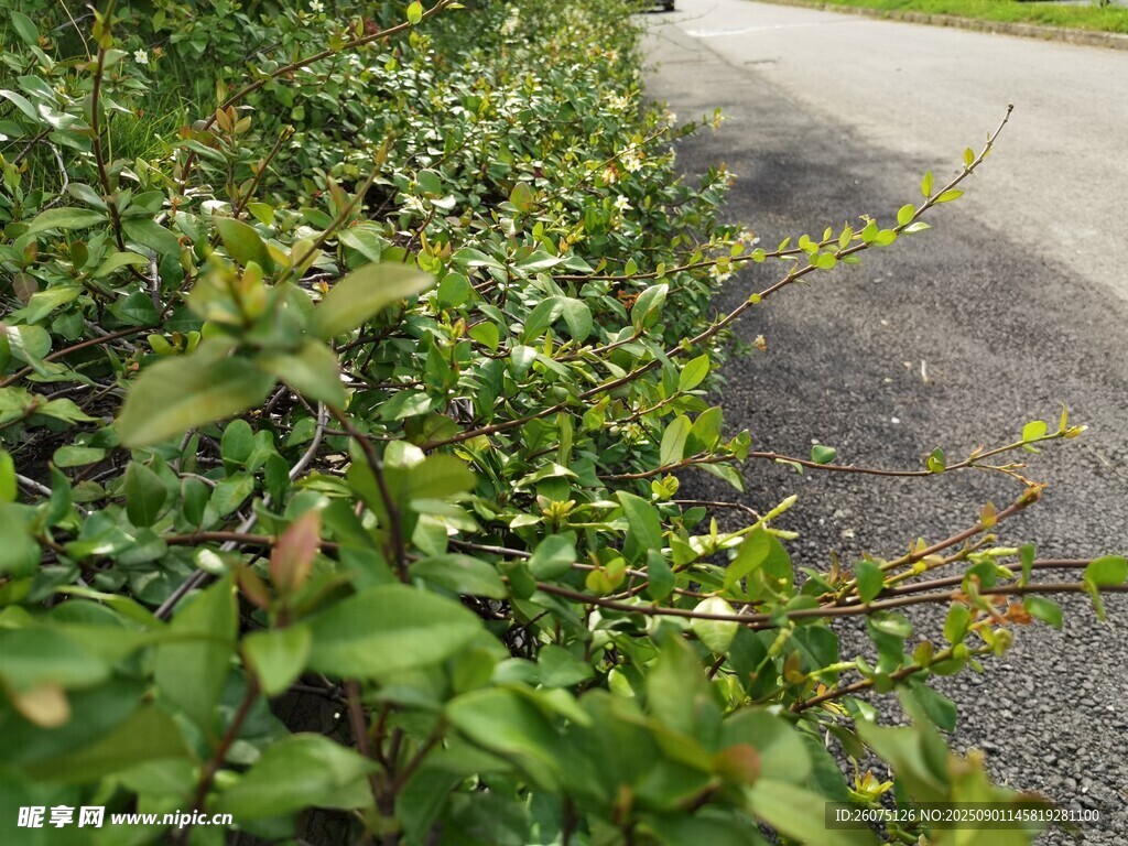 路边繁茂绿植藤蔓