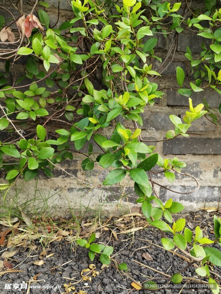 墙边翠绿繁茂的爬藤植物