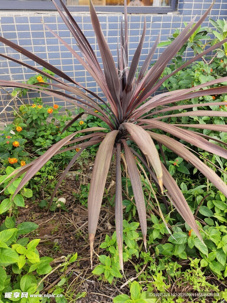 户外生长的紫叶龙舌兰植物