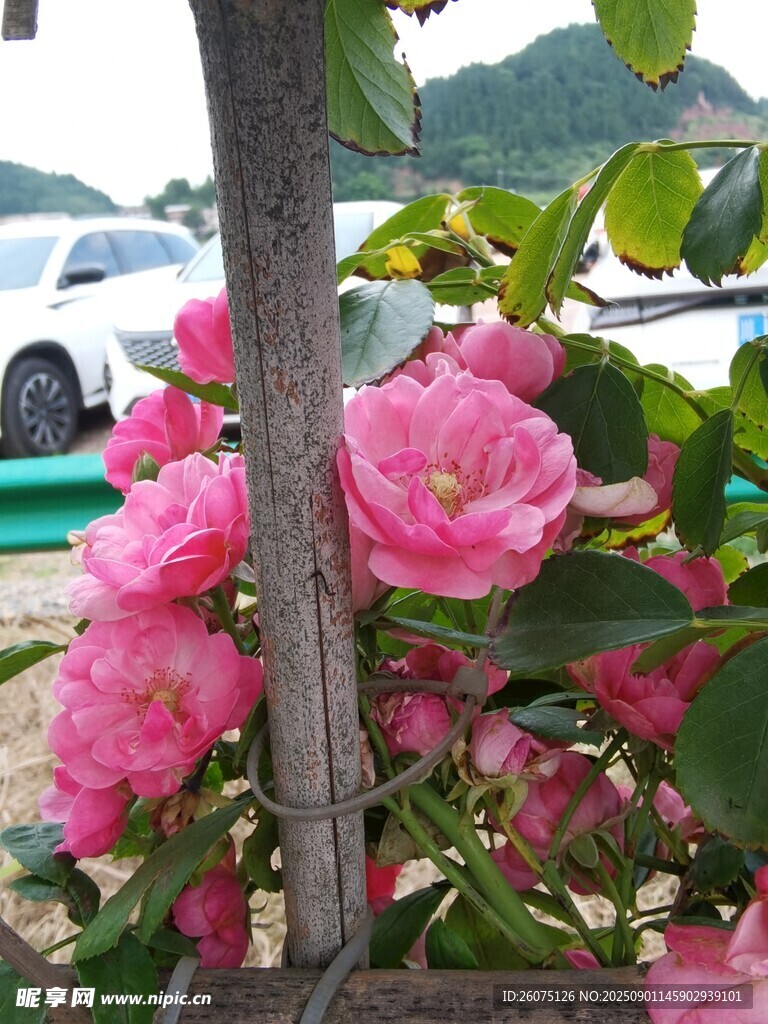 娇艳粉色蔷薇花卉绽放枝头