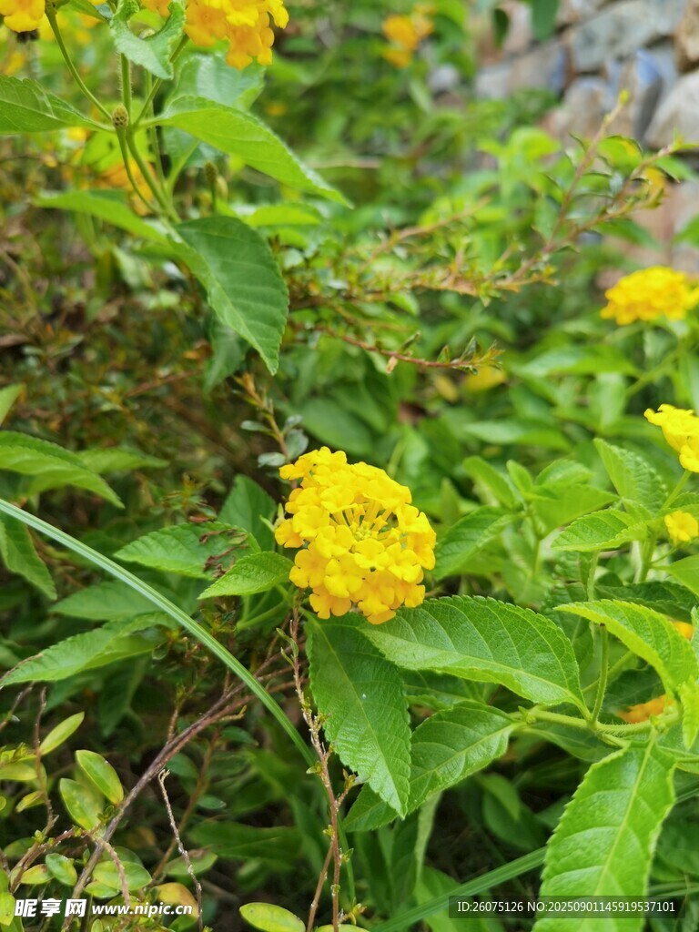 绽放的黄色马缨丹小花与绿叶