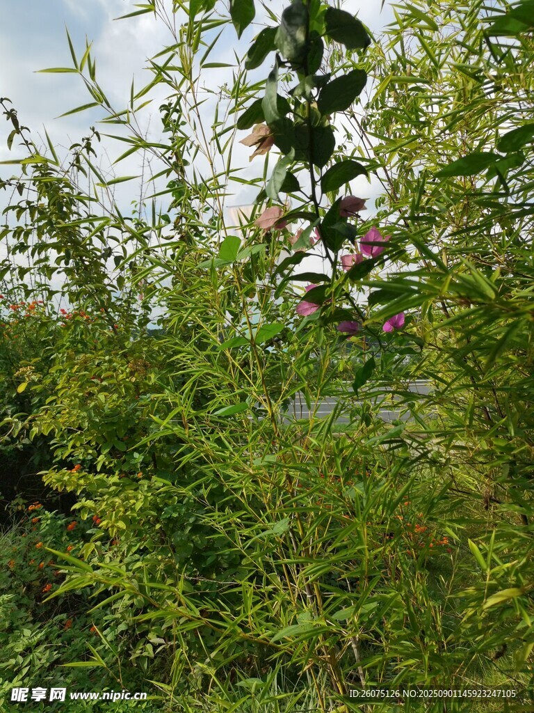 繁茂竹林与树林