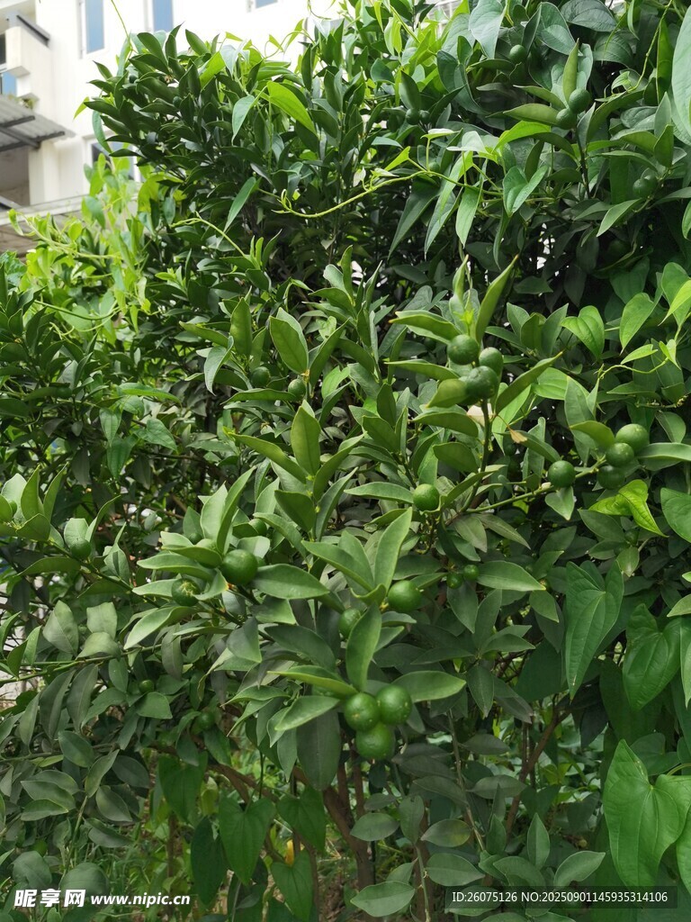 绿叶繁茂的鲜嫩柑橘
