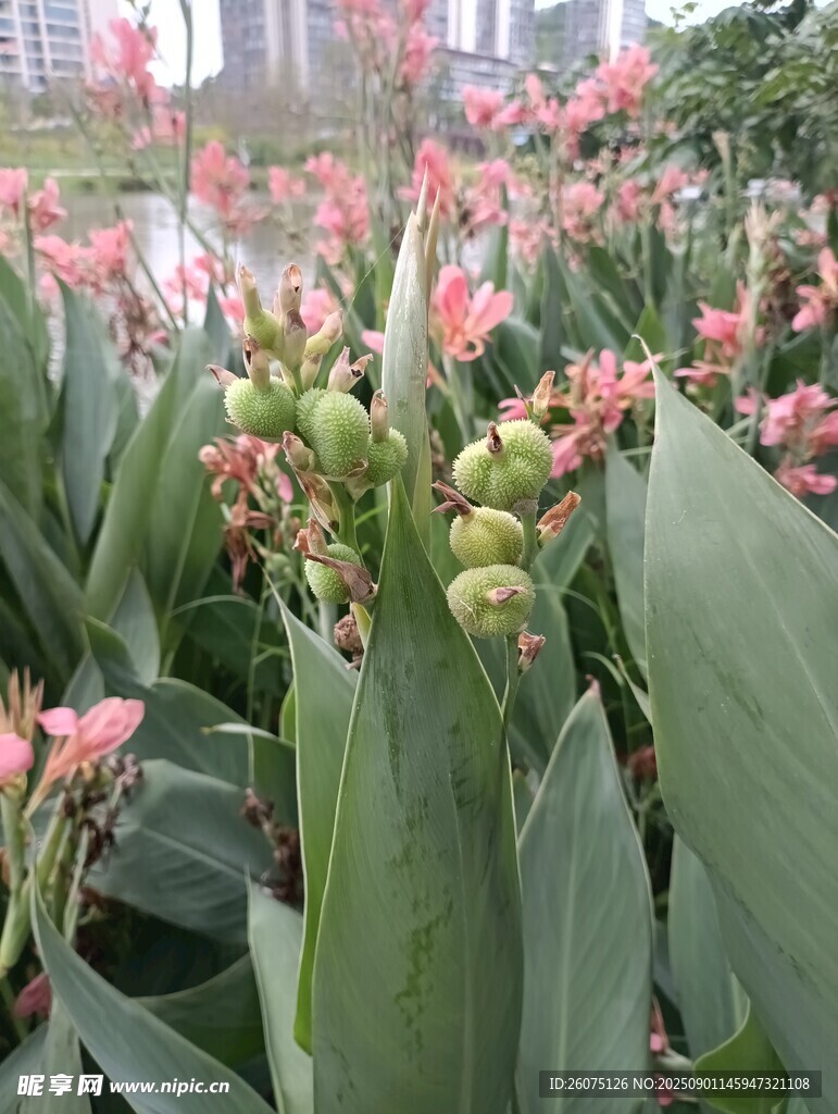 粉色美人蕉绽放绿意间