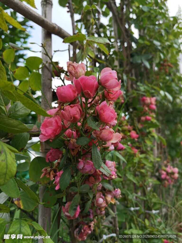 娇艳盛开的粉红色蔷薇花朵