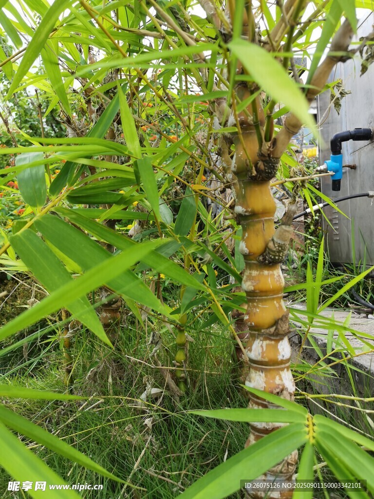 竹节处的多彩纹路