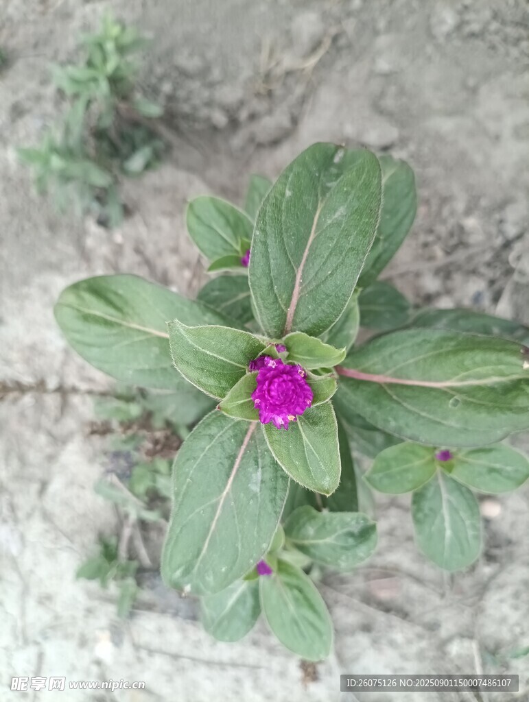 绿叶间的艳丽紫花