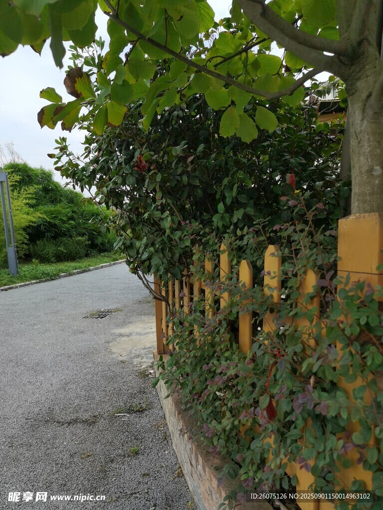林荫小道旁的木质围栏