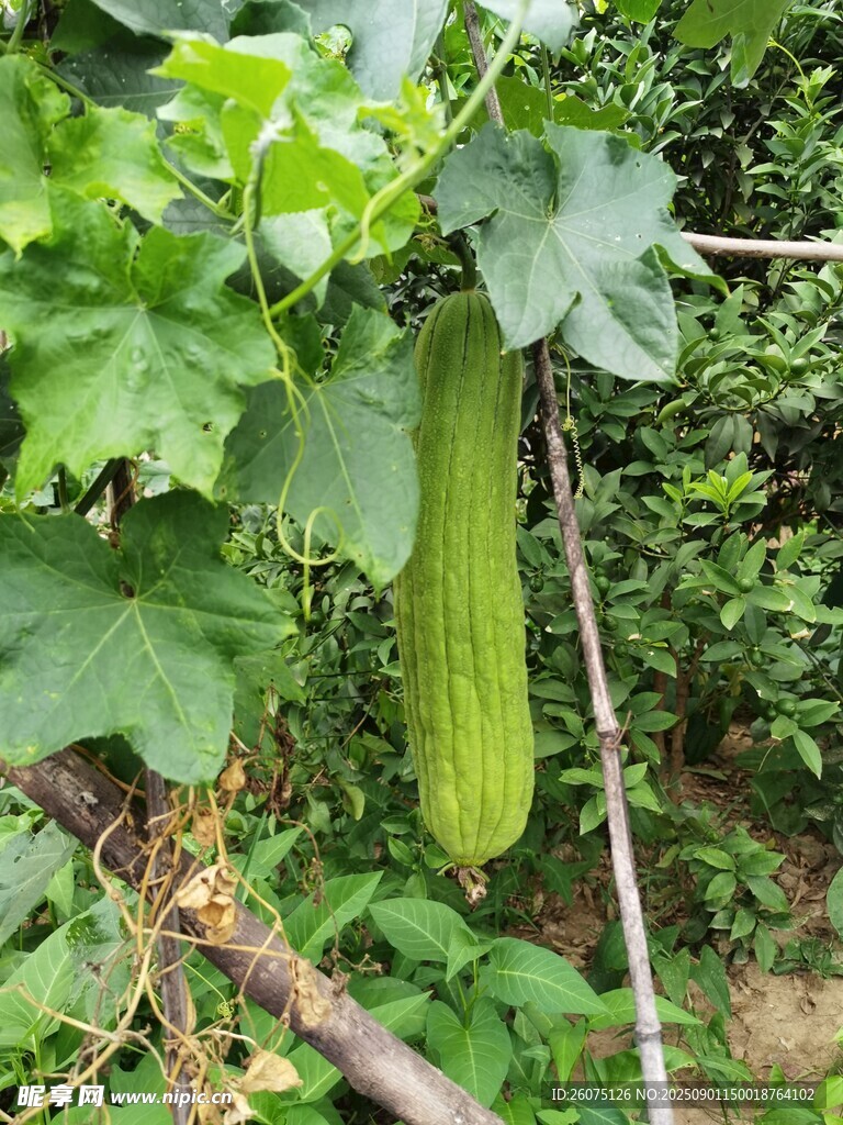 菜地里藤蔓上的鲜嫩丝瓜