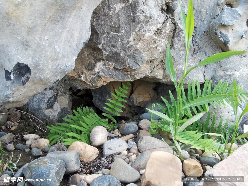石缝中的蕨类植物