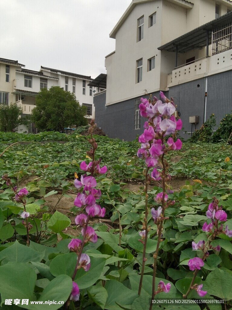 屋前绽放的紫色美丽扁豆花卉