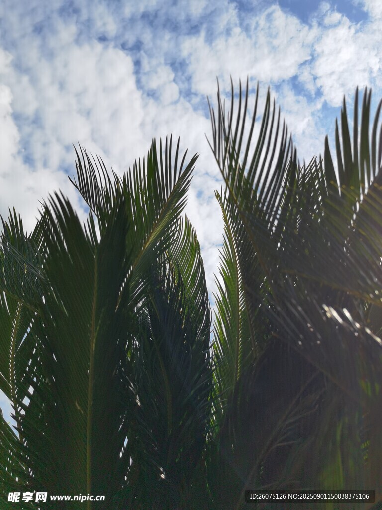 棕榈树与蓝天白云美景