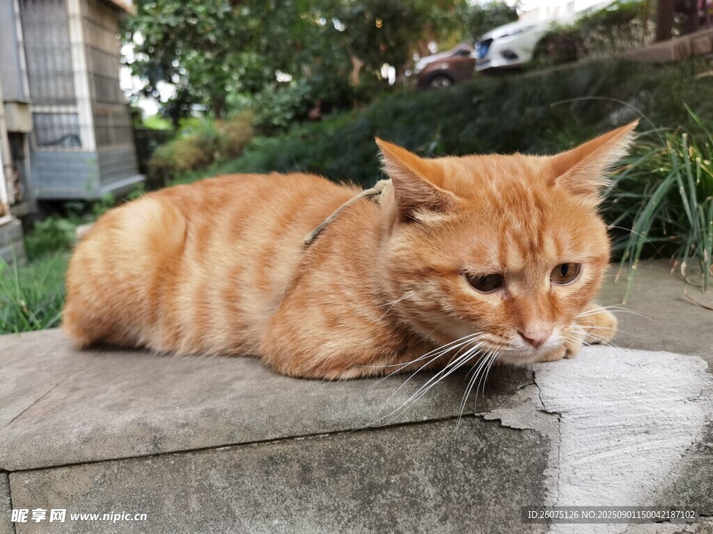 橘猫慵懒趴于石台上