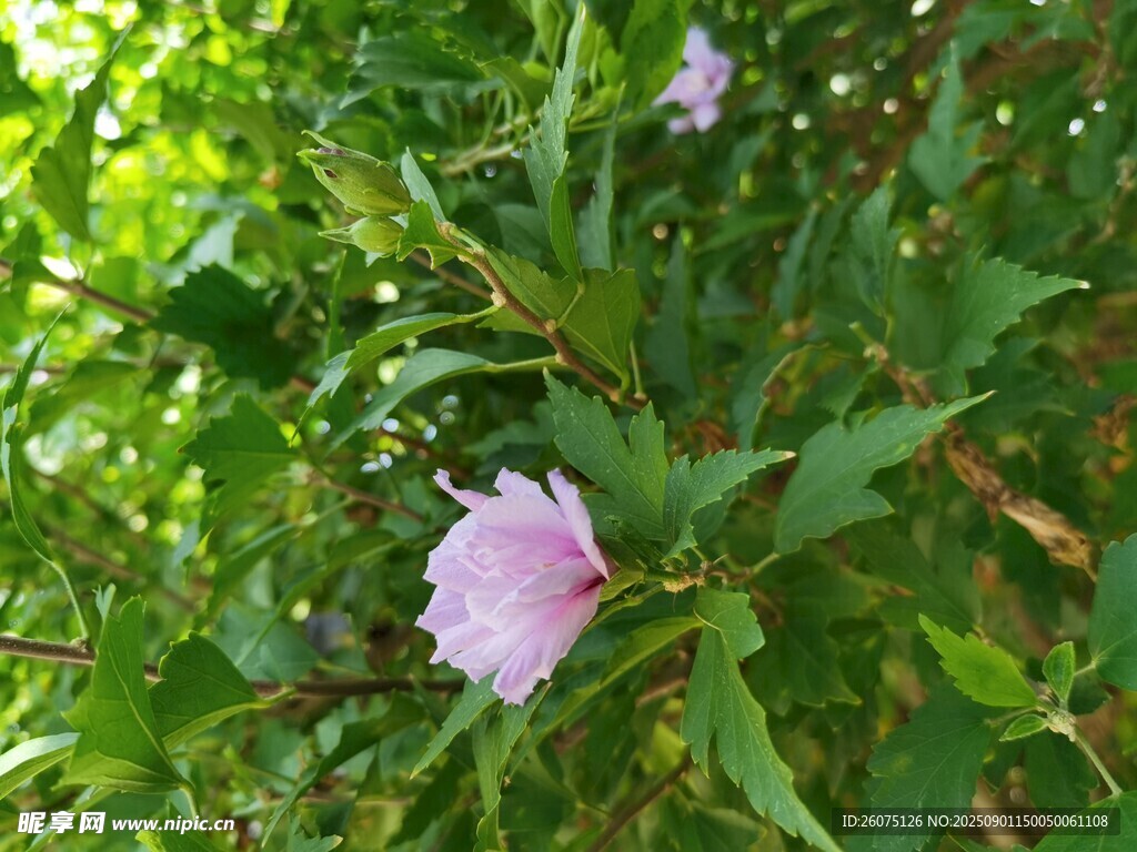 绿叶丛中的淡紫色木槿花朵