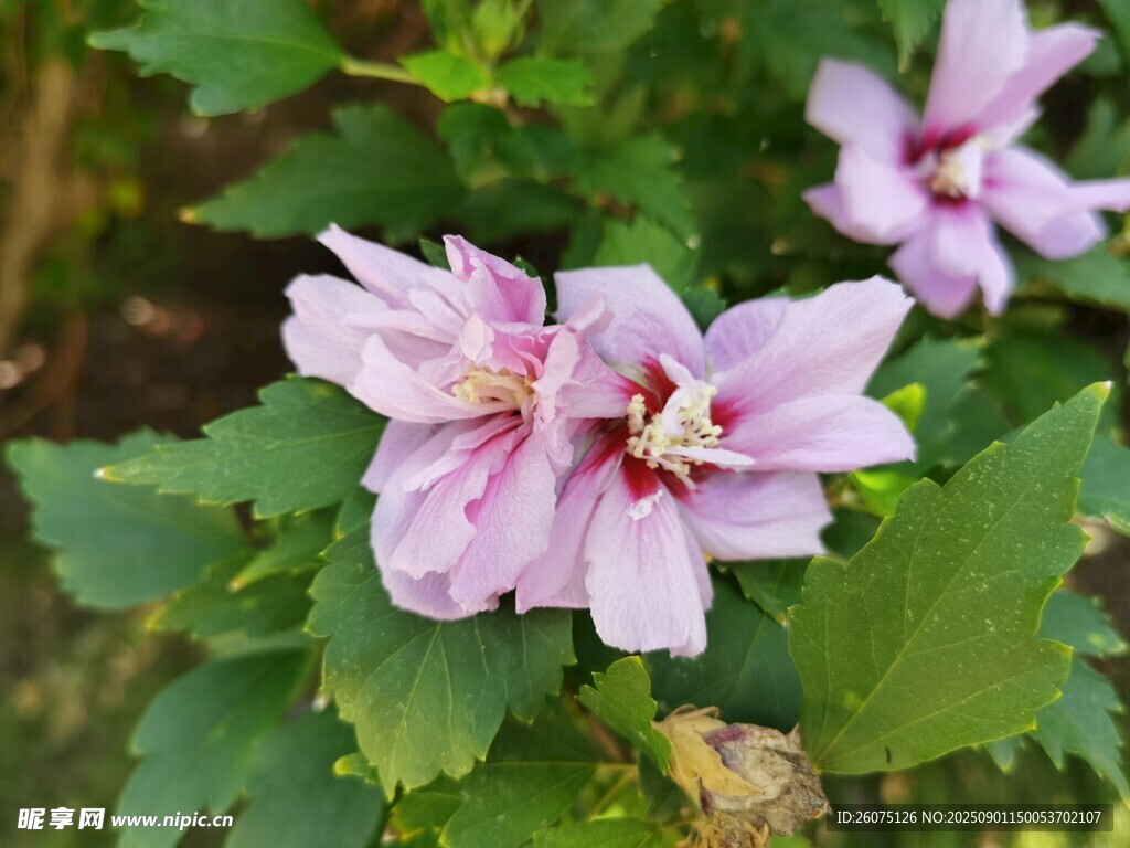 娇艳木槿花绽放