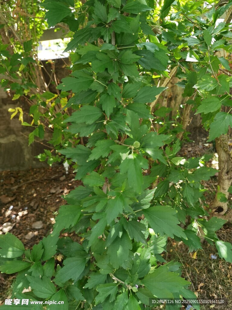 绿叶繁茂的木槿枝叶植物景观