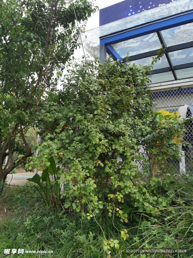 倒下的树木与建筑物旁绿植