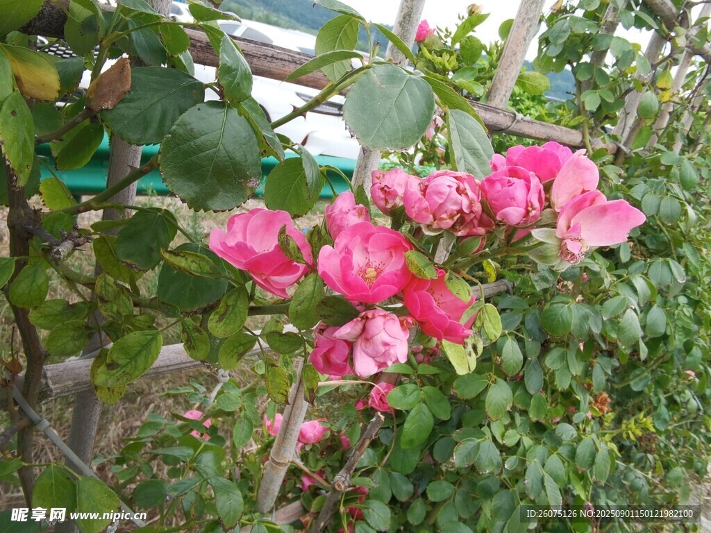 娇艳蔷薇花绽放于绿叶间