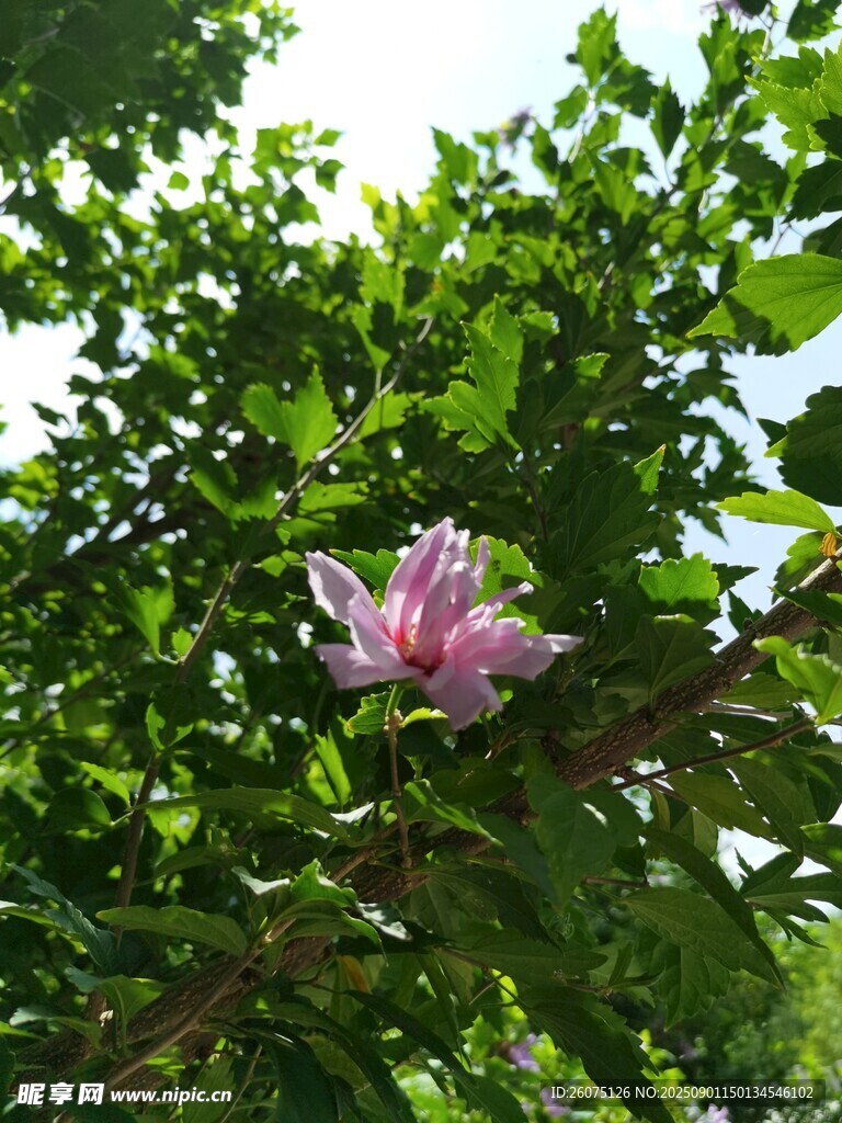 绿叶丛中绽放的娇艳木槿花朵