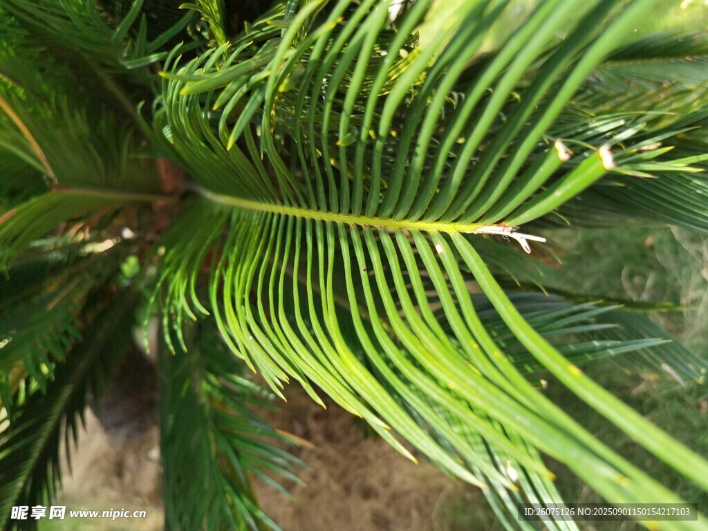 翠绿羽状棕榈叶特写