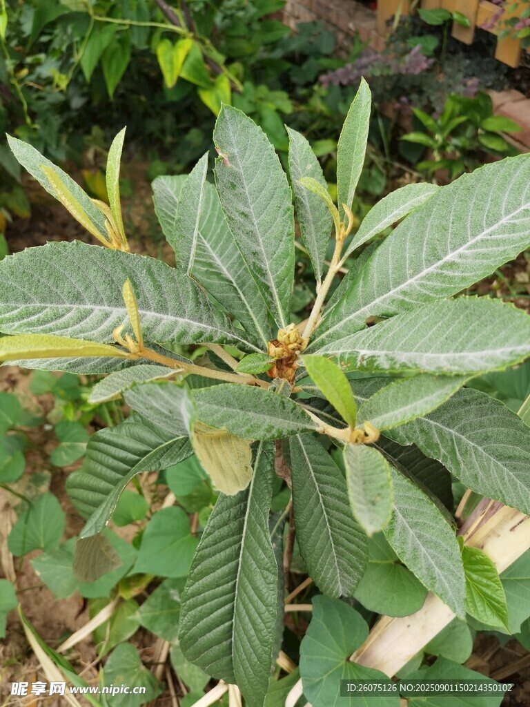 绿叶繁茂的枇杷植株