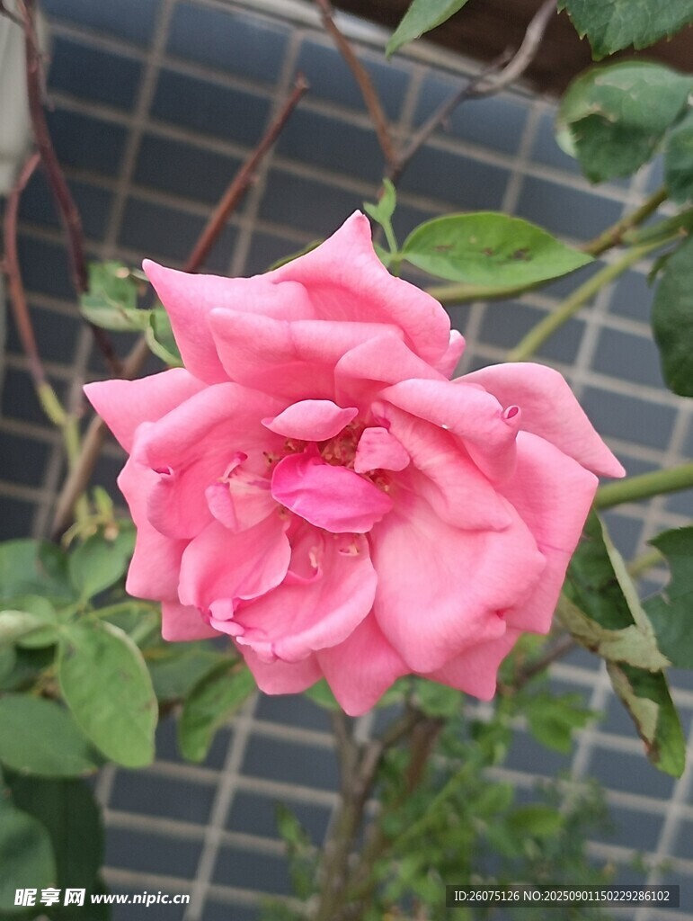 娇艳粉色月季花