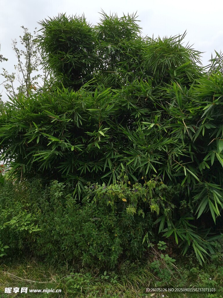 茂密竹林竹叶景观