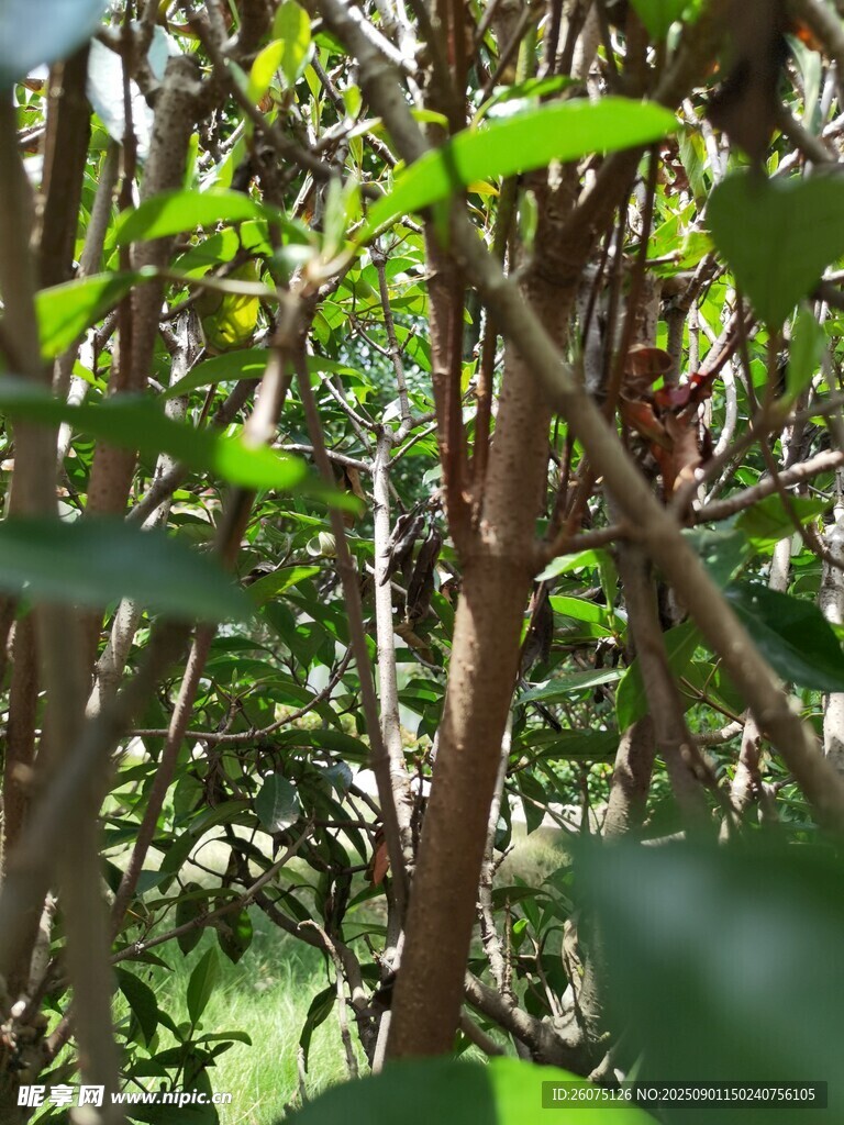 茂密丛林中的繁茂植物