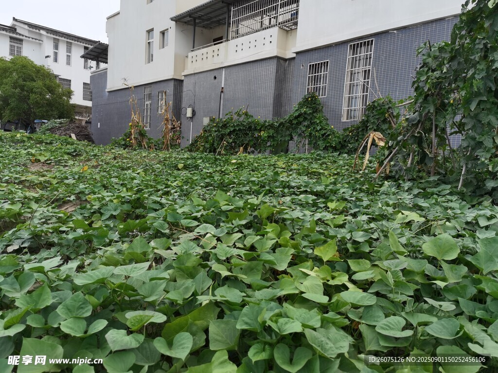 楼前繁茂菜地景观