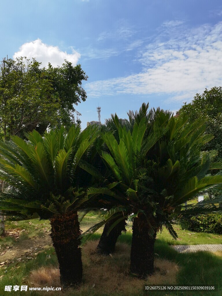 户外葱郁的棕榈植物景观