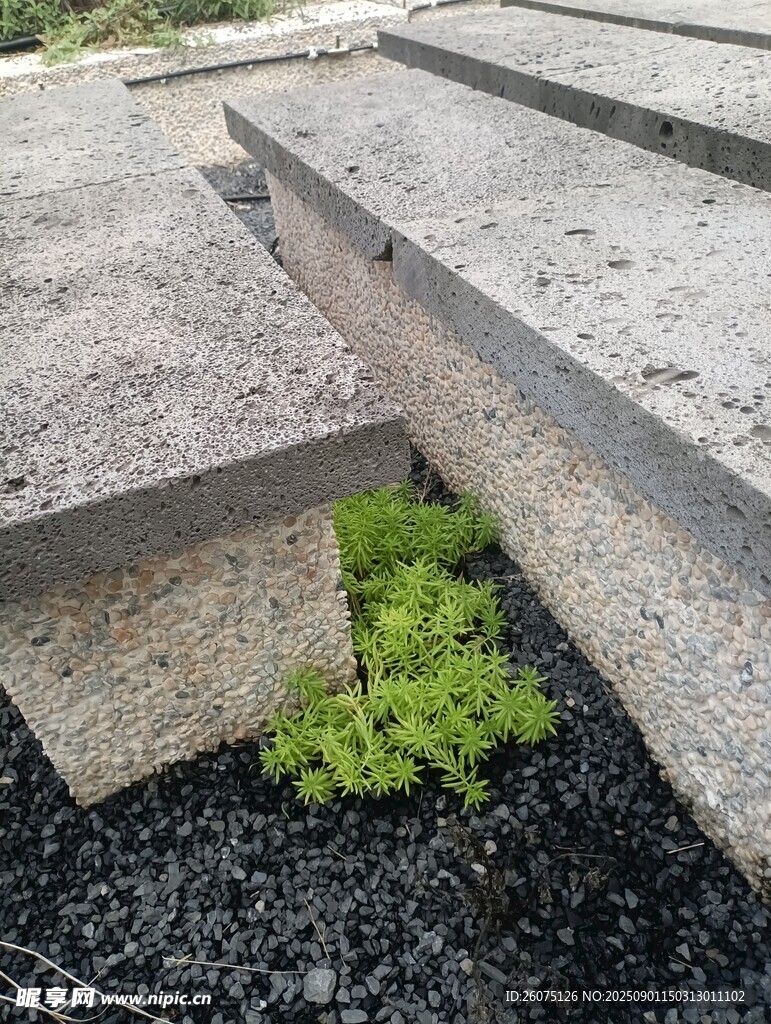 石板缝隙间的翠绿植物