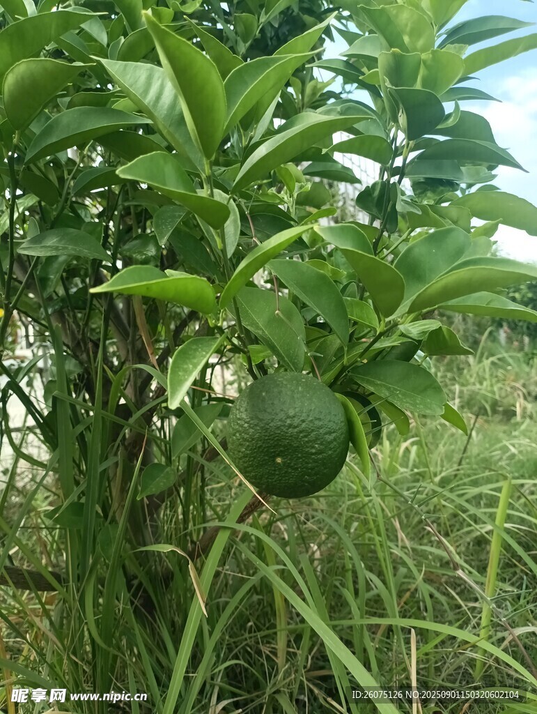果园中挂在枝头的青柑橘