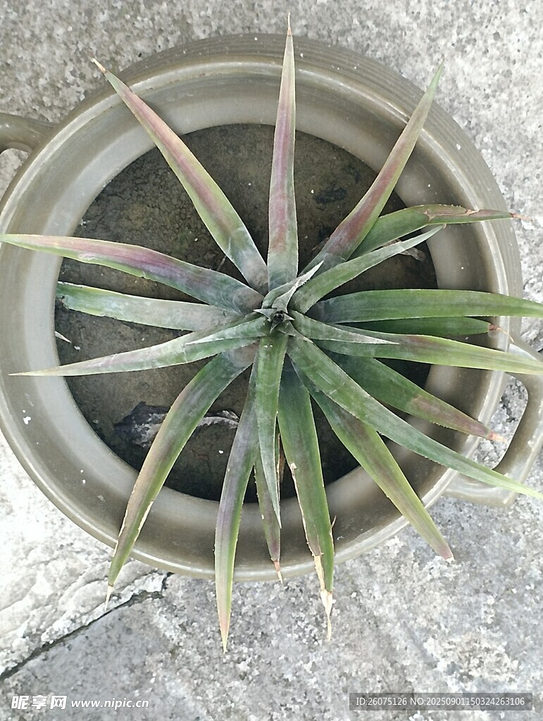 盆栽龙舌兰特写