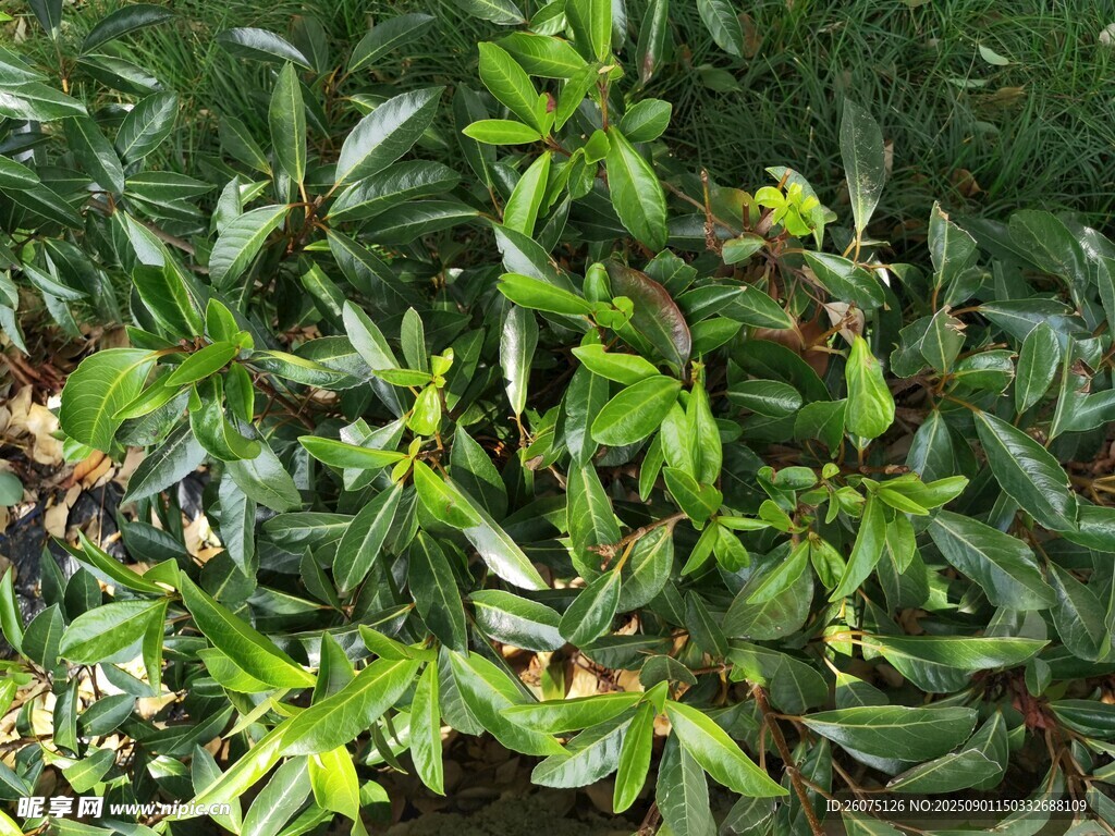 翠绿繁茂的灌木绿植景观