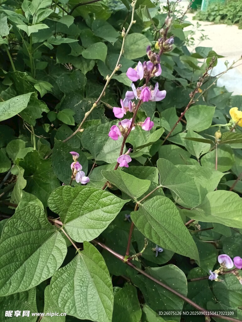 绿叶间的扁豆藤蔓与花卉