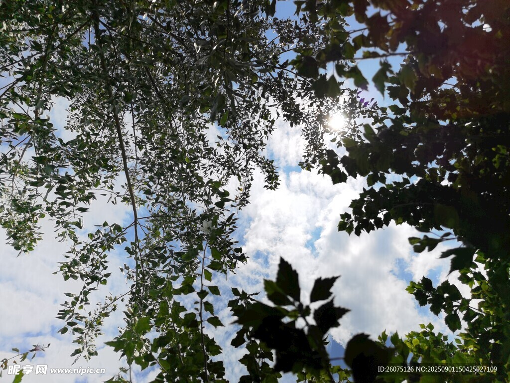 透过枝叶看天空