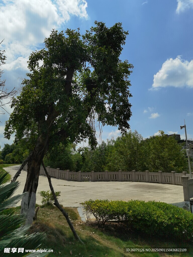 户外绿树景观