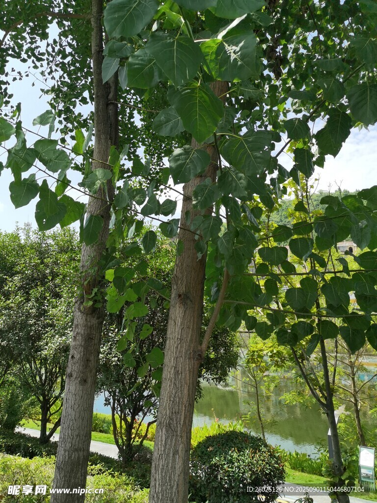 绿意盎然的公园树木景观